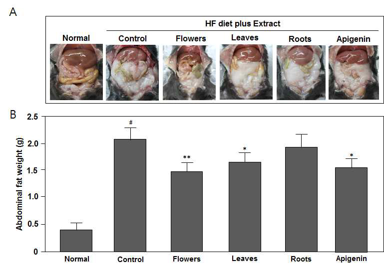 Effect of water extracts from different organs of C. japonicum var. ussuriense on the inhibition of abdominal fat in C57BL/1 obesity mice administrated with high fat (HF) diet. Mice were administrated with standard (normal) diet (10% fat calories) or HF diet (40% fat calories) for 8 weeks and then divided to 6 groups such as Normal, HF, HF+Extract (flowers, leaves or roots) or HF+Apigenin. (A) Morphology of abdominal fat at 12 weeks and (B) weight of abdominal fat at 12 weeks. Data are presented as the means ± S.D. of n=6 mice. #p<0.001 vs normal group. *p<0.05 and **p<0.01 vs control.