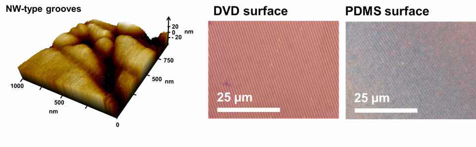 NW와 DVD의 표면 pattern을 이용해서 제작된 patterned-PDMS 표면