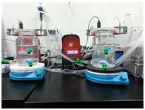 실험실 규모 준연속식 질산화 반응조(좌), 및 준연속식질산화균 배양조 (우)