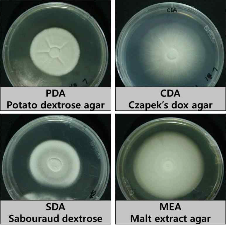 PDA(potato dextrose agar), CDA(Czapek’s dox agar), SDA(sabouraud dextrose agar), MEA(malt extract agar), M9 synthetic medium 등 각 배지에서 배양한 Lecaniciilium sp.