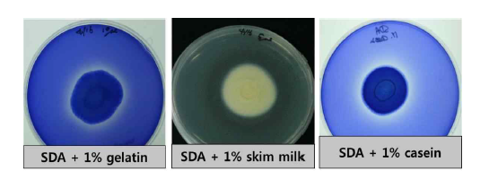 gelatin, skim milk 그리고 casein을 1% 첨가한 SDA배지에 단백질 분해능을 나타내는 Lecanicillium