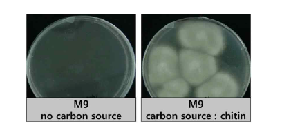 chitin을 첨가 및 무첨가한 M9 배지에서 Lecanicillium 균사체의 성장