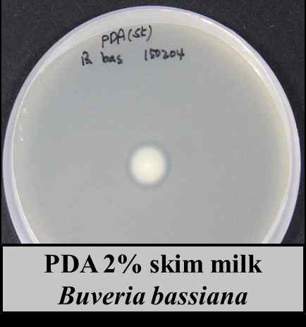 skim milk 1% 첨가한 PDA배지에 단백질 분해능을 나타내는 백강균