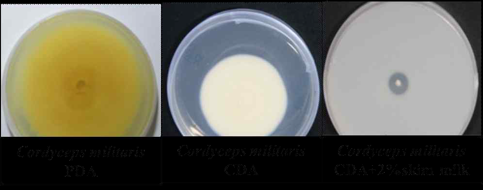 PDA배지, CDA 배지 및 skim milk 2% 첨가한 CDA배지에서 번데기동충하초 균사체의 성장 비교