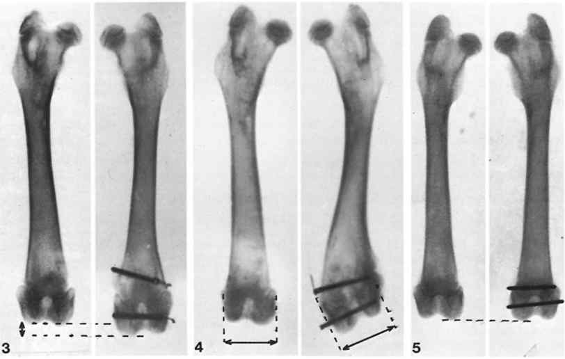 전기 자극 후 골 성장 유도 및 비교군 X-ray 사진 (3) 길이방향으로 골 성장