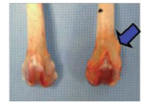 실험 후 적출된 정강이 뼈 (전극을 삽입하지 않은 뼈(좌)와 전극을 삽입하여 50 μA