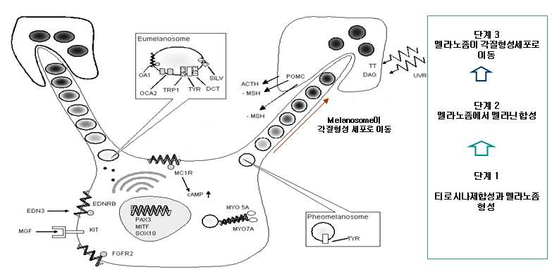 멜라닌 생성과정