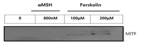 Forskolin의 MITF 단백질 발현에 미 치는 영향.
