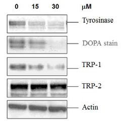 천연물유래 신규화합물의 Tyrosinase, DOPA, TRP-1, TRP-2 단백질 발현에 미치는 영향.