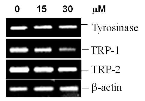 천연물유래 신규화합물의 Tyrosinase, TRP-1, TRP-2 유전자 발현에 미치는 영향.