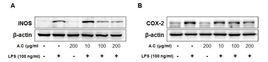 LPS로 자극된 mouse BV2 microglia cells에서 iNOS(A), COX-2(B)의 단백질 단계에서의 천문동 추출물농도에 따른 저해 효능.