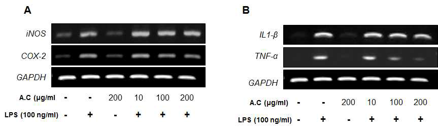 염증성 효소인 iNOS, COX-2 (A) 및 전염증성 매개체인 TNF-α, IL-1β 사이토카인(B)의 천문동 추출물 농도에 따른 저해 효능