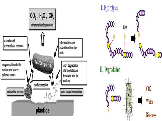 생분해 과정의 모식도