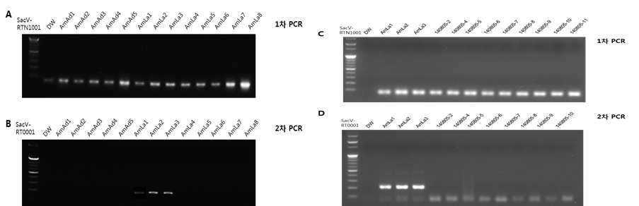 여러 시료에서 SacV 276-475 bp 부위에 대한 nested PCR