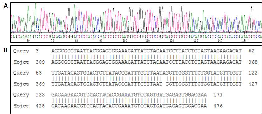 LA1의 SacV-1 nested PCR 산물의 염기서열 분석.