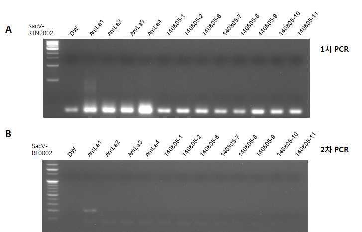 여러 시료에서 SacV 1319-1512 bp 부위에 대한 nested PCR