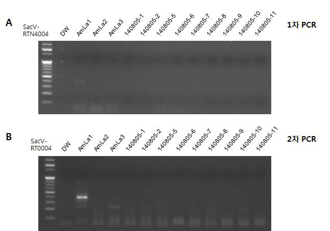 여러 시료에서 SacV 4931-5156 bp 부위에 대한 nested PCR