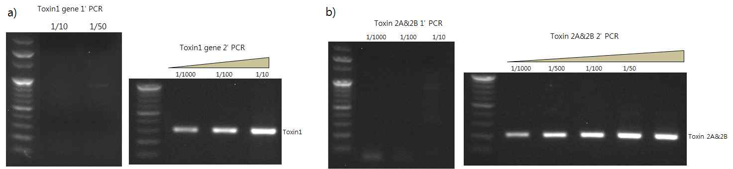 Plx Toxin (Plx1, 2A, 2B Gene) nested PCR