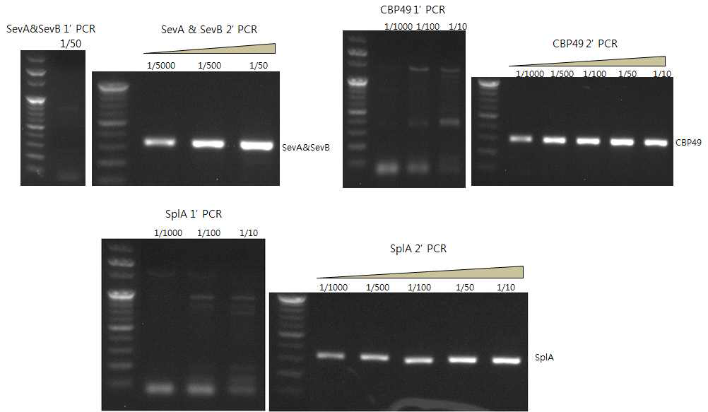 sev, CBP49, splA 유전자들에 대한 nested PCR