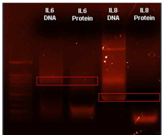 정제된 단백질의 DNA 잔존 여부 확인