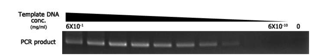농도에 따른 표준DNA 증폭