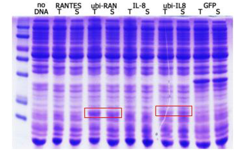 In vitro translation을 통한 ubiquitin tagged RANTES, IL-8 발현