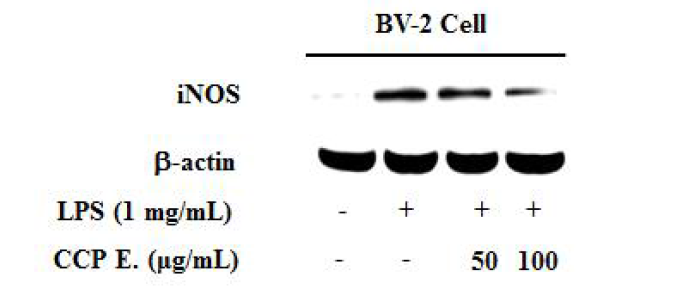 Inhibitory effect of CCP extracts on the protein levels of COX-2 in BV-2 cells.