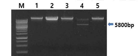 렉틴 A사실 DNA 조각을 pET28a에 삽입한 후 대장균 BL21(DE3)에 형질전환하고 배양한 후 선발된 콜로니로부터 재조합플라스미드를 분리 정제한 사진