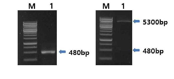 그림 2에서 분리한 재조합플라스미드에 A 사슬 유전자 조각이 존재하는가를 확인하기 위해 PCR로 증폭 및 제한효소 EcoRI과 SalI으로 재조합플라스미드를 절단한 결과