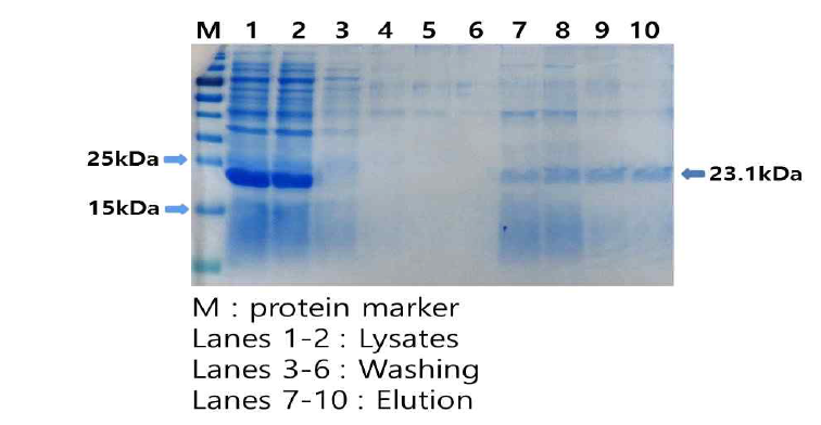 위에 명시한 그림 4의 침전물로부터 Ni-NTA resin을 이용하여 재조합단백질 렉틴 A사슬을 분리 정제하는 과정