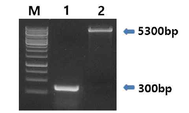 겨우살이 렉틴 B사슬 DNA와 대장균 발현벡터 pET28a 벡터의 제한효소 절단 사진
