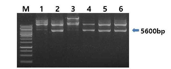 렉틴 B사실 DNA 조각을 pET28a에 삽입한 후 대장균 BL21(DE3)에 형질전환하고 배양한 후 선발된 콜로니로부터 재조합플라스미드를 분리 정제한 사진
