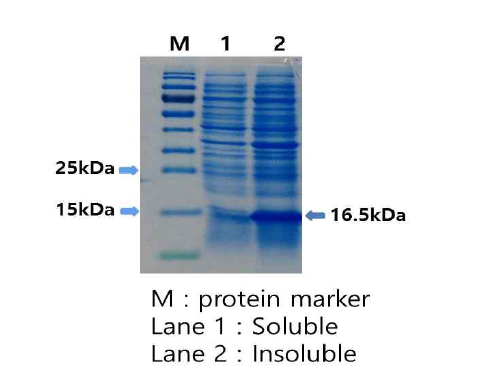 재조합플라스미드를 함유한 대장균 콜로니를 배양한 액체배지에 IPTG 1mM을 첨가하여 재조합단백질 렉틴 B사슬 발현을 유도하고 용균시킨 후 원심분리하여 용해되는 상등액(lane 1)과 용해되지 않는 침전물(lane 2)을 분석한 결과