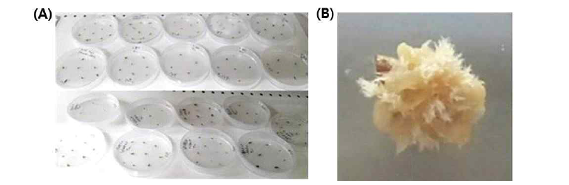 겨우살이 조직배양 모습(A)과 최초 유도된 캘러스 모습(B)