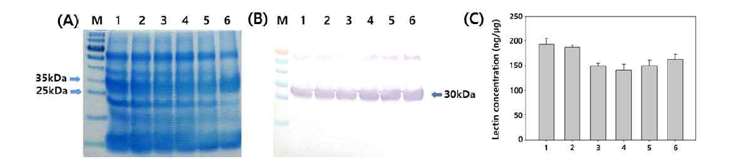겨우살이 단백질의 SDS-PAGE(A), Western blot(B), ELISA(C) 결과