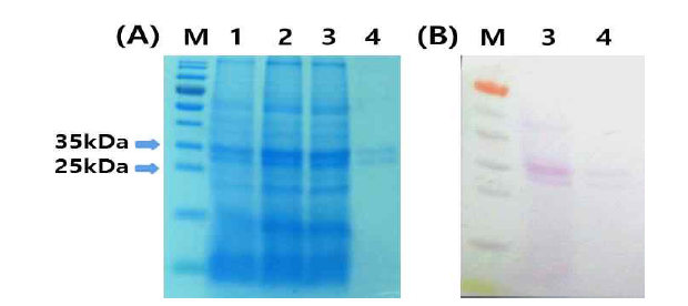 Pierce Glycoprotein Isolation kit에 의한 당단백질 정제하여 Coomassie blue염색(A), Glycoprotein staining염색(B) 결과