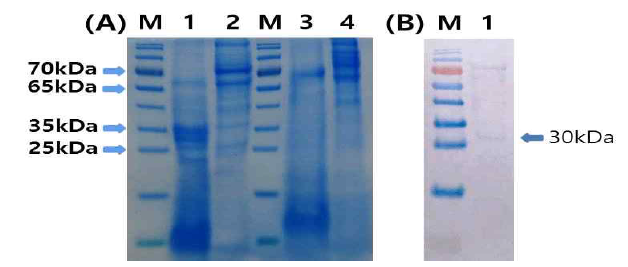 겨우살이 단백질과 캘러스 단백질 coomassie blue염색한 결과(A)(Lane 1 : 겨우살이 단백질 β-mercaptoethanol 첨가, Lane 2: 캘러스 단백질 β-mercaptoethanol 무첨가, Lane 3 : 겨우살이 단백질 β-mercaptoethanol 첨가, Lane 4 : 캘러스 단백질 β-mercaptoethanol 무첨가) 및 캘러스 단백질 western blot 결과(B)