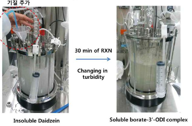 3L 반응: 시간이 지남에 따라 daidzein (불용성) 에 의한 탁한 반응액이 맑아 짐(borate-3-ODI 생산)을 확인
