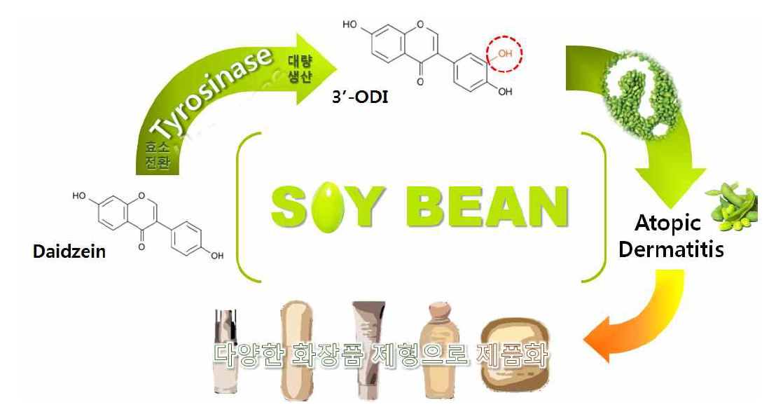콩 아이소플라본 효소전환체 (3-ODI)를 활용한 아토피성 피부염 개선 화장품 개발