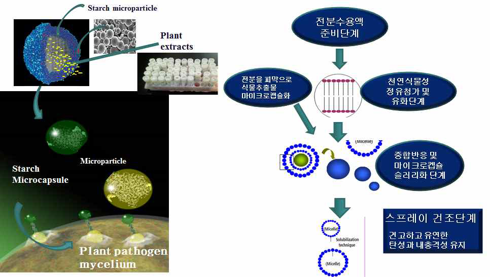 Starch의 마이크로페키징(micropackaging)을 통한 제형화 공정