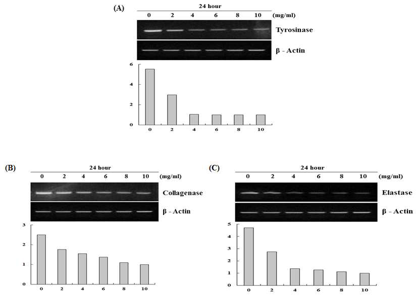 미백 및 피부노화 관련 유전자들의 발현 분석. (A) Tyrosinase 유전자 발현 검정 (B) Collagenase 유전자 발현 검정 (C) Elastase 유전자 발현 검정