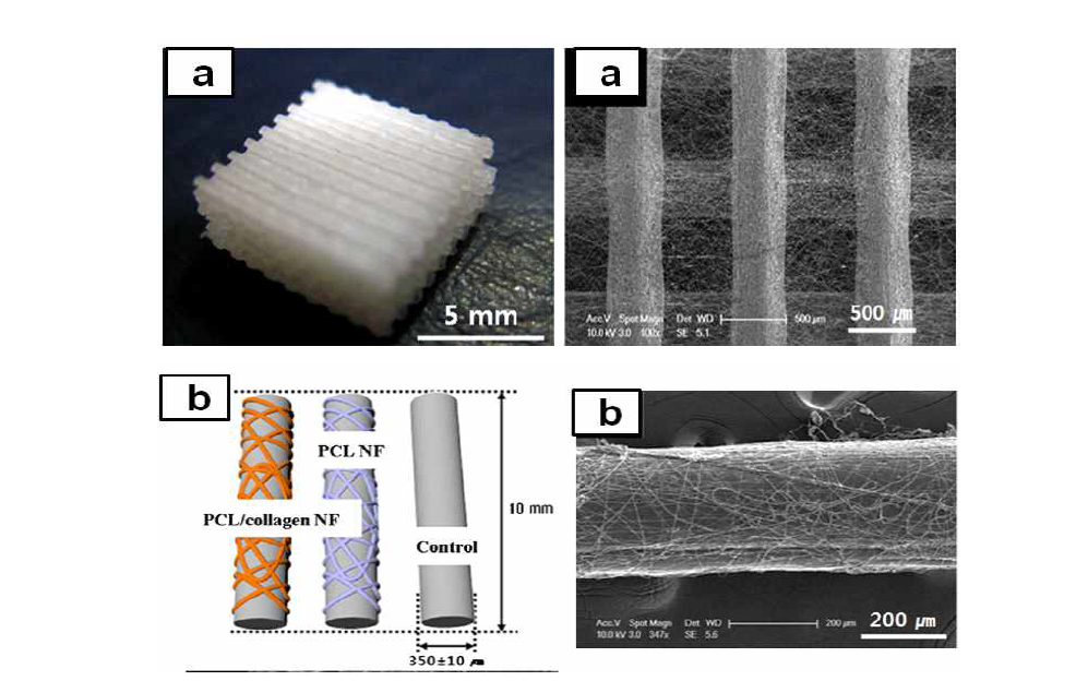 새로 제작된 시스템을 이용한 하이브리드 3D 지지체 및 확대 시킨 SEM 사진(a) , 그리고 하이브리드 3-D 지지체의 표면 구조 concept 그림 예 (b)