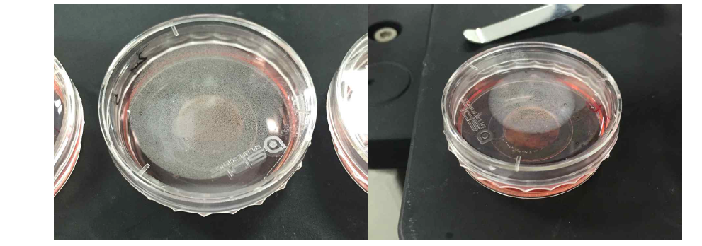 제작된 샘플을 이용한 Cell culturing 준비 과정