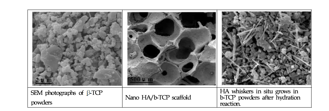 SEM images in-situ grow in β-TCP powders