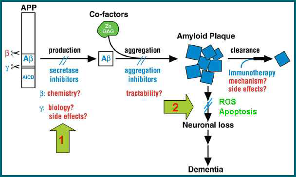 Amyloidogenesis의 요약 및 의약품 개발을 위한 target.