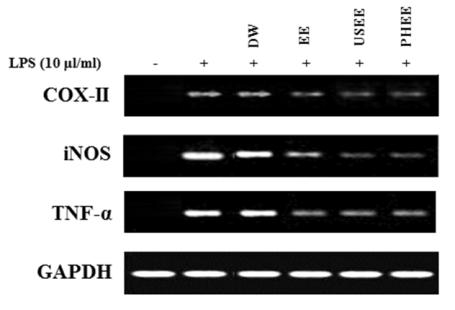 둥근마 추출물이 COX-Ⅱ, iNOS, TNF-α의 발현에 미치는 영향