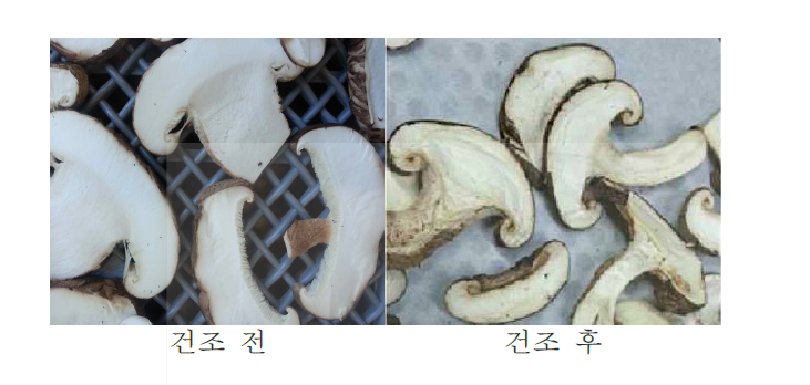 표고버섯의 열풍건조 전과 후 (1차 실험)