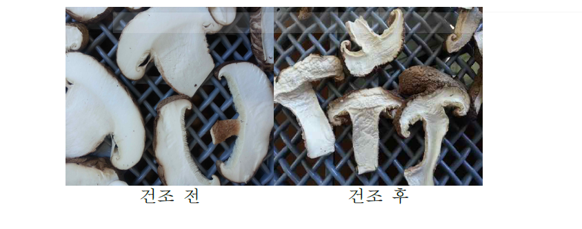 표고버섯의 마이크로파 진공 건조 전과 후 (1차 실험)