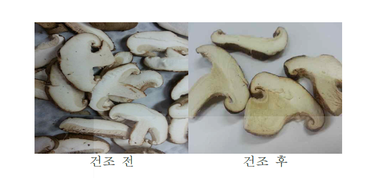 표고버섯의 동결건조 전과 후 (1차 실험)