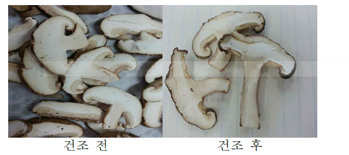 표고버섯의 마이크로파 진공 건조 전과 후 (2차 실험)